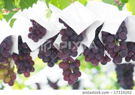 Vineyard Vineyard 17310262