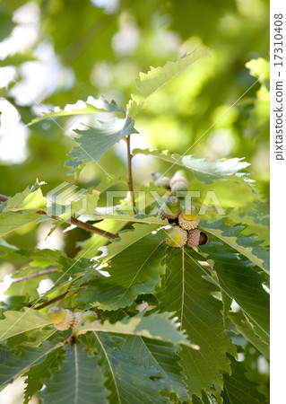 Acorn 17310408