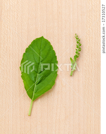 Alternative medicine fresh holy basil leaves Alternative medicine fresh holy basil leaves 17310527