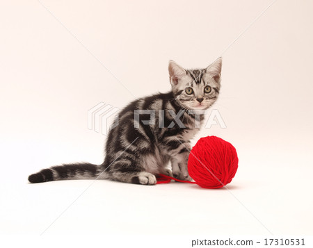 美國短髮小貓玩紅紗 17310531