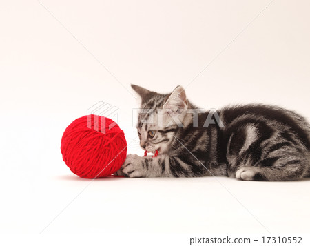 American short-hair kitten playing with red yarn American short-hair kitten playing with red yarn 17310552