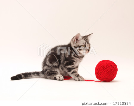 美國短髮小貓玩紅紗 17310554