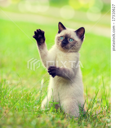 Playful kitten begging on the grass 17310627