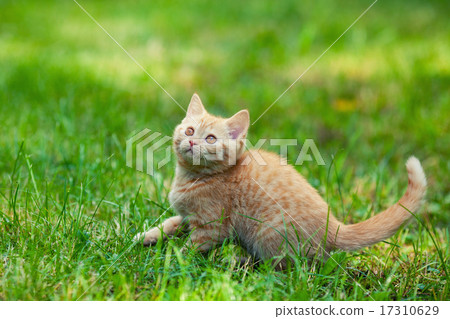 Red cat walks on the grass 17310629