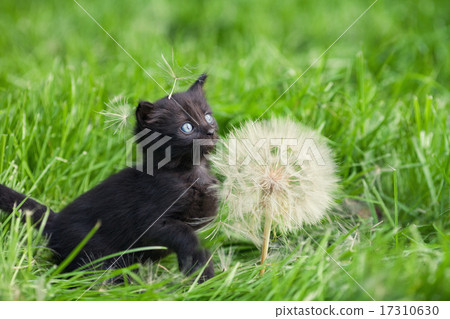 Little kitten with big dandelion with seeds 17310630