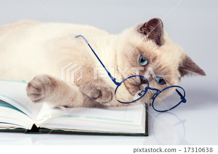 Cute business cat wearing glasses, Cute business cat wearing glasses, 17310638