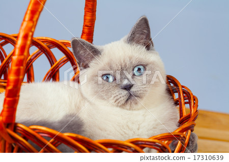Kitten sitting in a basket Kitten sitting in a basket 17310639