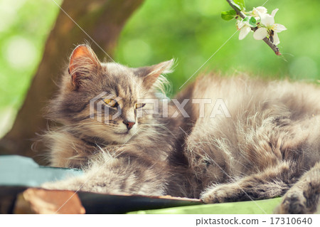 Siberian cat relaxing under tree Siberian cat relaxing under tree 17310640