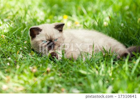 Cute kitten relaxing on the grass 17310641