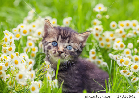 Cute kitten relaxing in flowers Cute kitten relaxing in flowers 17310642