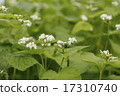 Small and cuddly pretty soba noodle 17310740