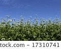 Flowers beside sunny days 17310741