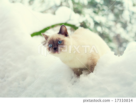 Cat in snow 17310814