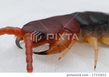 centipede 17310831