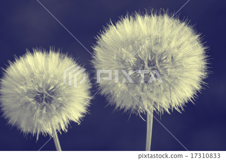 Retro dandelions with seeds Retro dandelions with seeds 17310833