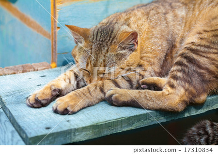 Cat sleeping outdoors on wooden planking Cat sleeping outdoors on wooden planking 17310834