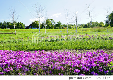 Floocks clustered on a hill Floocks clustered on a hill 17311146