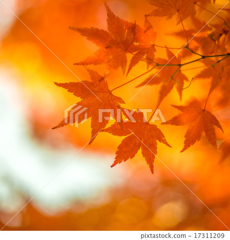 autumn leaves, very shallow focus autumn leaves, very shallow focus 17311209