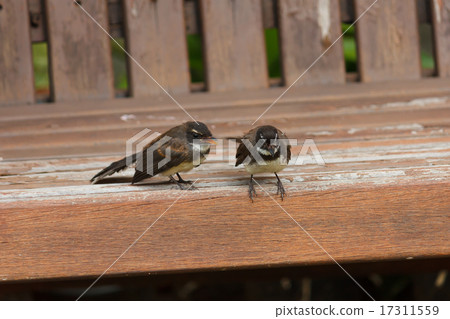 Fantail birds. 17311559