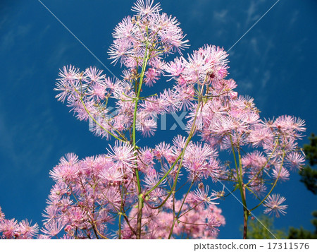 Meadow-rue (Thalictrum aquuigelifolium) Meadow-rue (Thalictrum aquuigelifolium) 17311576