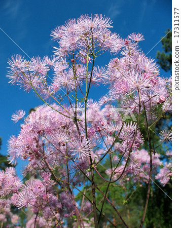Meadow-rue (Thalictrum aquuigelifolium) Meadow-rue (Thalictrum aquuigelifolium) 17311577