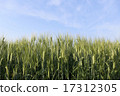 Ears of green wheat standing in the sky of sunny days 17312305