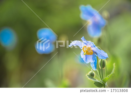 神秘的藍色罌粟 神秘的藍色罌粟 17313808