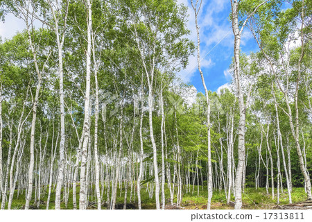 Summer birch forest Summer birch forest 17313811