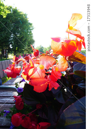 Quite big four seasons Begonia Quite big four seasons Begonia 17313948