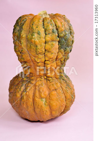 Kagaya南瓜 17313960