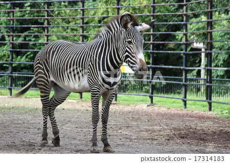 斑馬 17314183