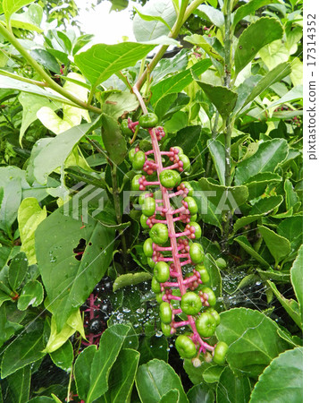 Yoshishi Yamagonbou (Yama mountain beef ramie) 17314352