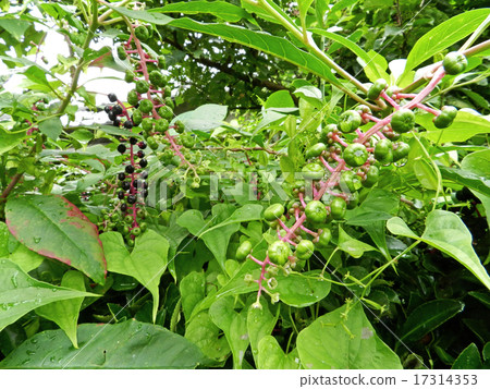 Yoshishi Yamagonbou (Yama mountain beef ramie) Yoshishi Yamagonbou (Yama mountain beef ramie) 17314353