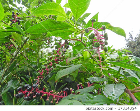 Yoshishi Yamagonbou (Yama mountain beef ramie) 17314354