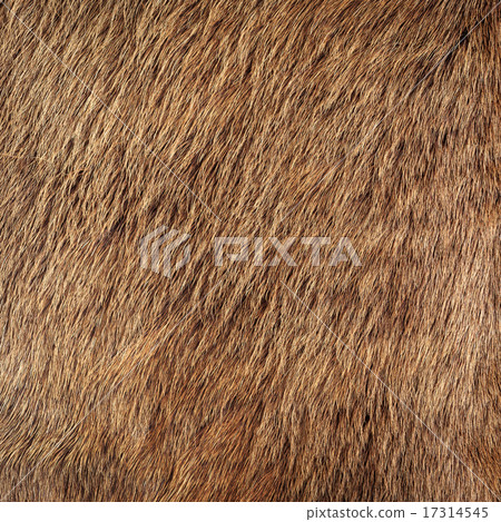 horse fur 17314545