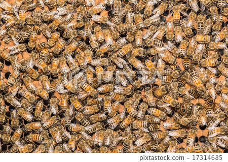 Close up bees on honeycells 17314685