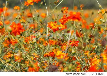Orange cosmos flower 17314686