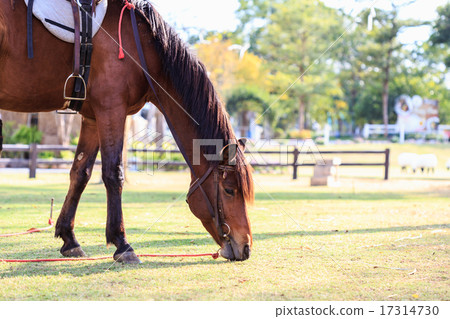 Horses in the field 17314730
