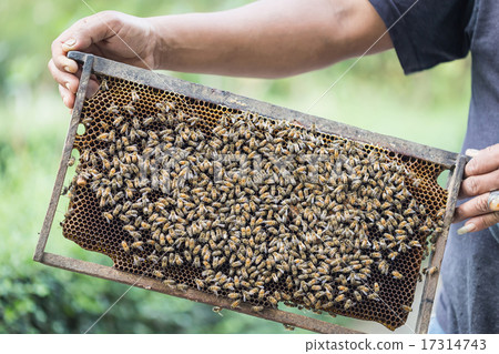 Hands holding honeycomb Hands holding honeycomb 17314743