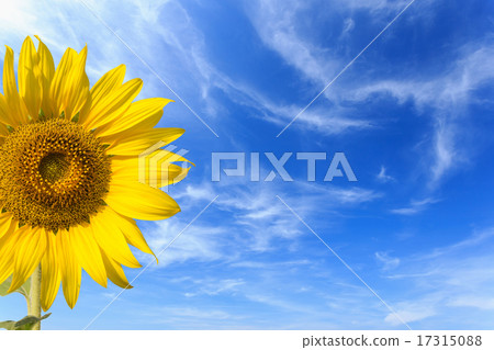 Sunflower on blue sky background 17315088