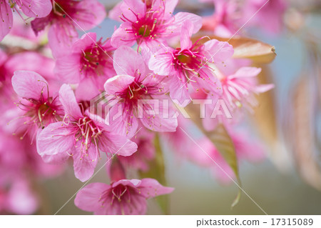 Thailand pink Sakura flower in ChiangMai, Thailand 17315089