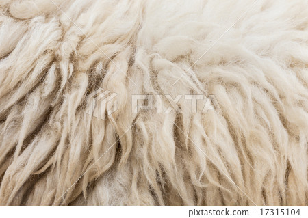Wool sheep closeup Wool sheep closeup 17315104