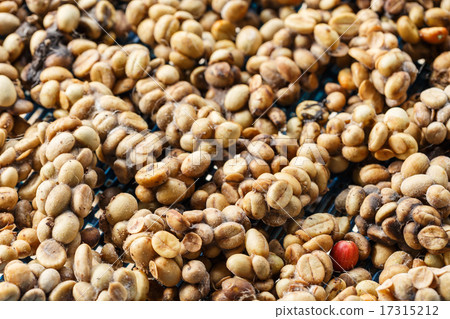 Kopi Luwak or civet coffee Kopi Luwak or civet coffee 17315212