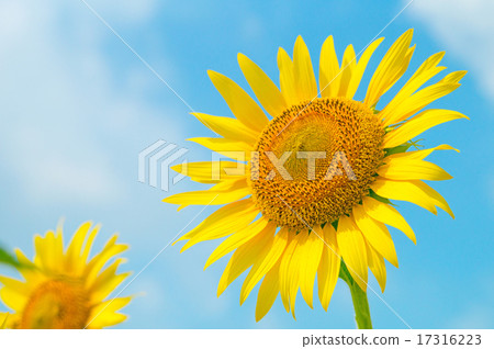 sunflower	 17316223