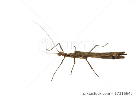 Big brown grasshopper on white background 17316643