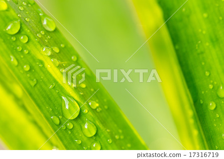 Water drop on green leaf 17316719