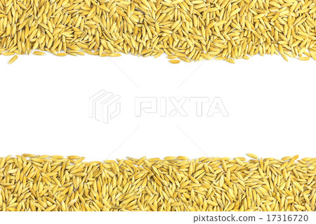 Yellow paddy jasmine rice Yellow paddy jasmine rice 17316720
