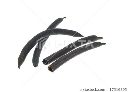 Fruit of Golden shower tree (Cassia fistula) 17316895