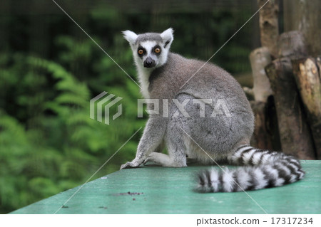 Wolverine lemur 17317234