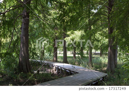 Summer scenery 17317249